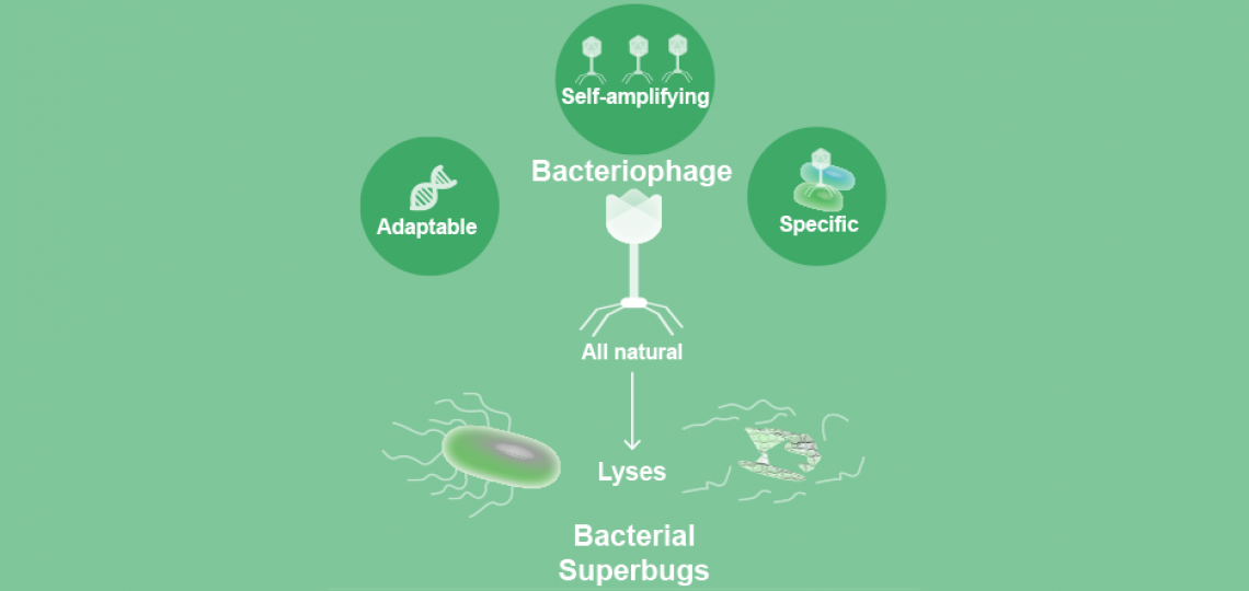 Bacteriophages can potentially be used to combat antibiotic-resistant bacterial infections.